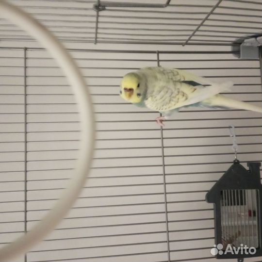 Волнистый попугай с клеткой