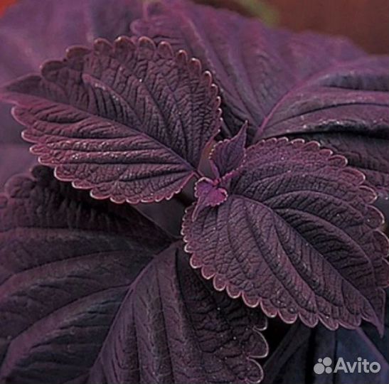 Колеус Фауст