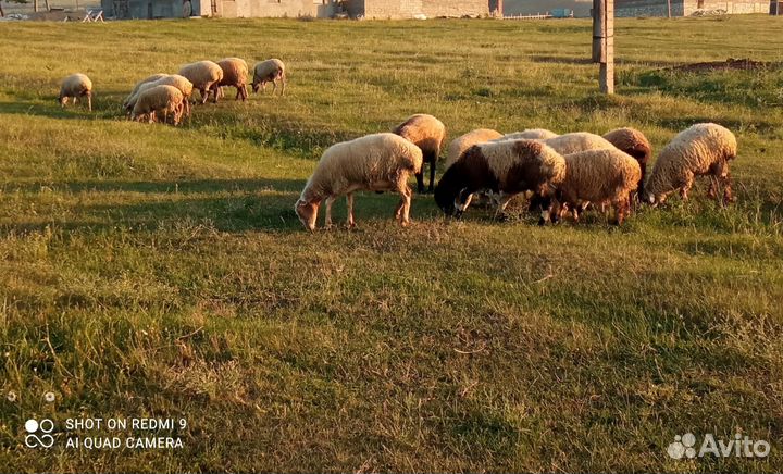Овечки, ярки, баранчики
