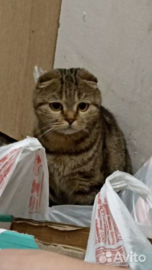 Шотландская кошка