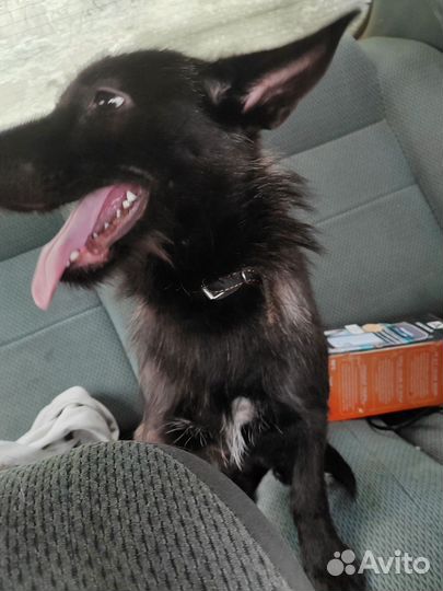 Отдам в добрые руки