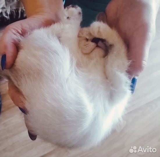 Кошечка в добрые руки