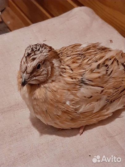 Перепела Фениксы инкубационное и пищевое яйцо