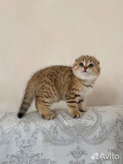 Шотландская золотая Шиншилла