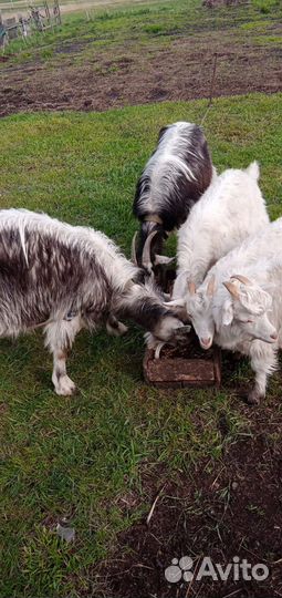 Продаются козы, дойные породистые