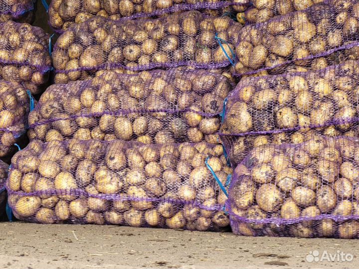Картофель Оптом от 20 тонн