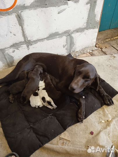 Щенки курцхаара