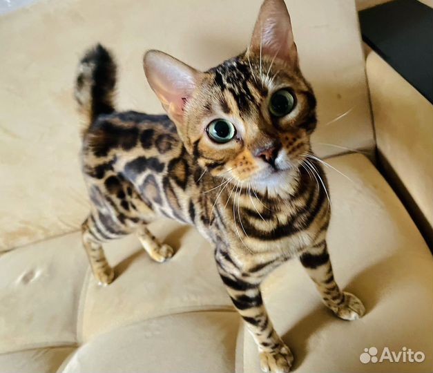 Бенгальская кошка