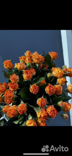 Кустовые розы