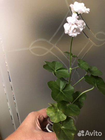 Пеларгония Айс розе