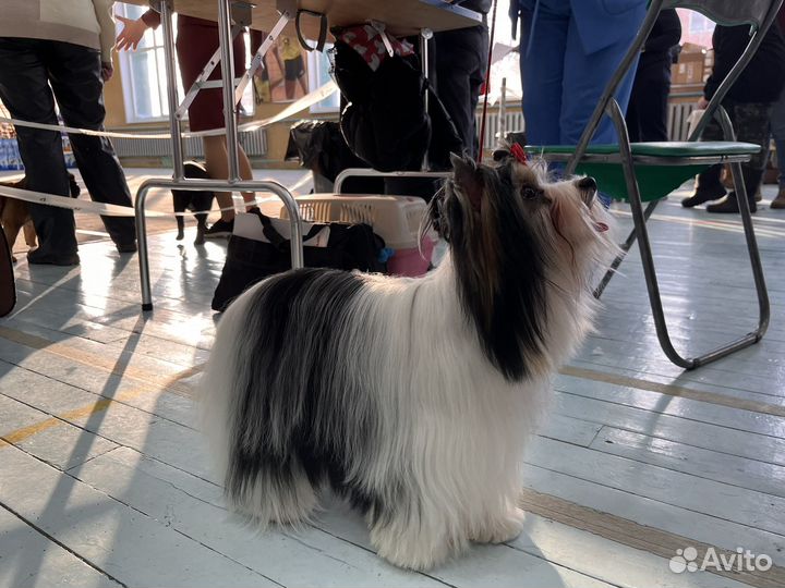 Бивер вязка