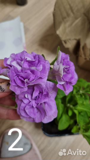 Укоренненные черенки петуний вегетанивных и др