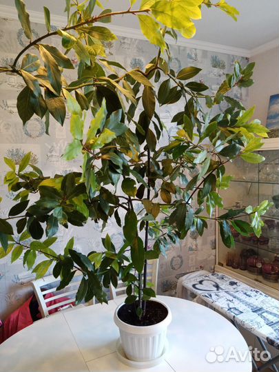 Лавровое дерево