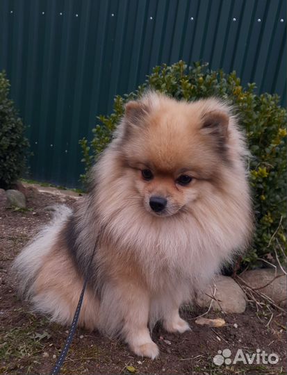 Щенки шпица