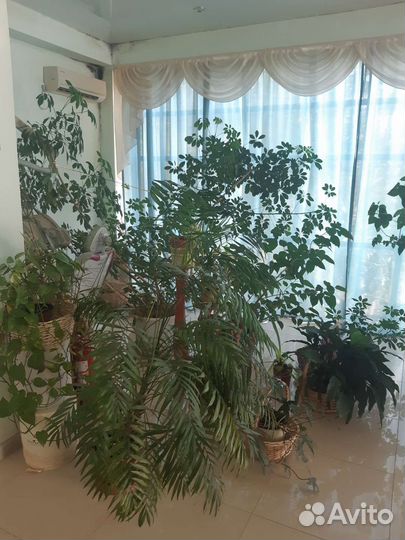 Комнатные растения