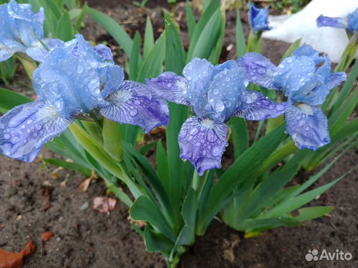 Ирисы карликовые,низкорослые