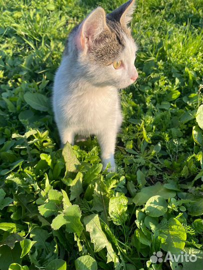 Котенок потеряшка