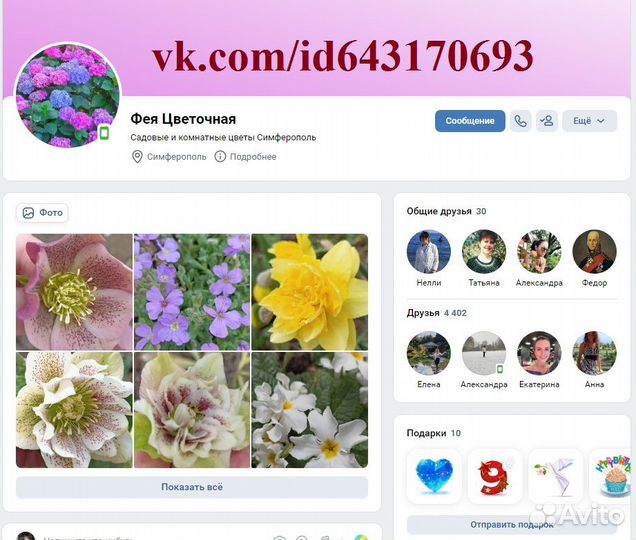 Каланхоэ Венди Ирезине