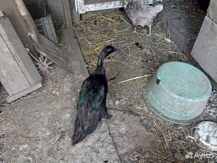 Утки индийский бегунок