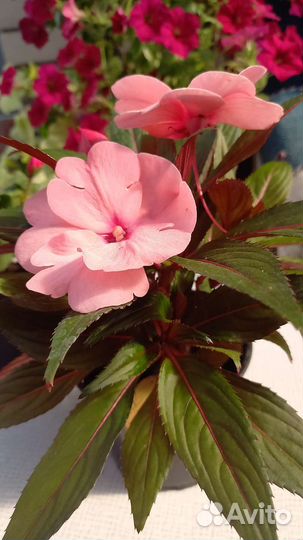 Лилейники, герань, бальзамин