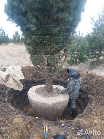 Саженцы сосны, ёлки,крупномеры