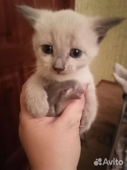 Котята бесплатно