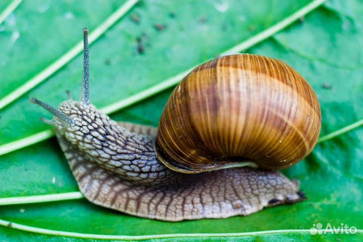 Улитки виноградные