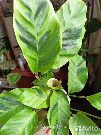 Калатея white fusion