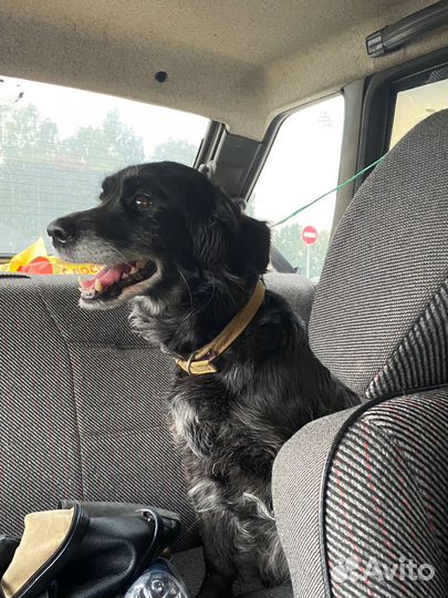 Собака девочка