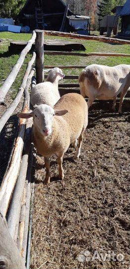 Катумский ягненок, баранчик