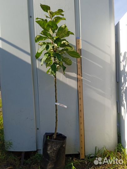 Летние, осенние, зимние сорта яблонь, саженцы зкс