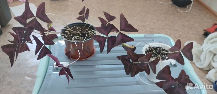 Кислица оксалис