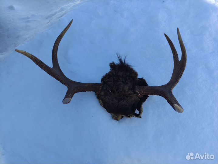 Рога лося