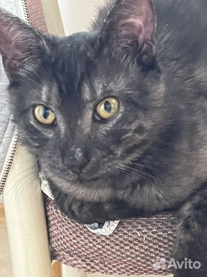 Котенок бархатный