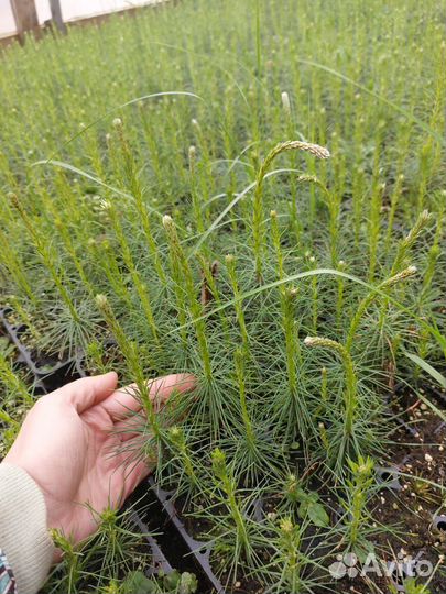 Саженцы сосны обыкновенной окс от производителя