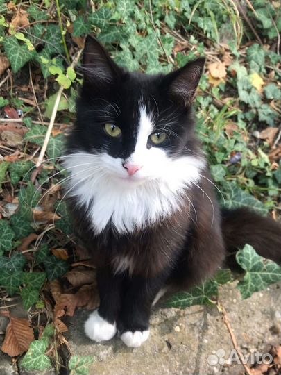 Ласковые котята