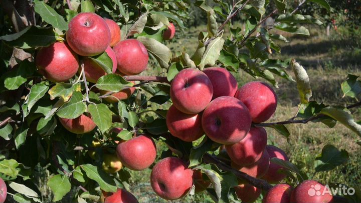 Яблоня Апорт Алма-Атинский Саженцы