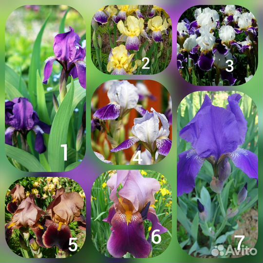 Ирисы