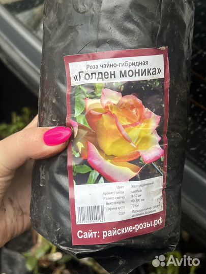Кустовые розы саженцы