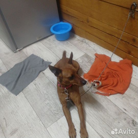 Маленькая собака