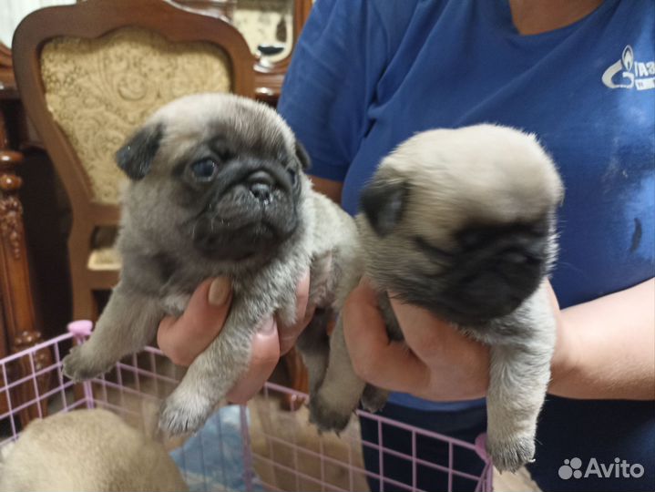 Щенки мопса