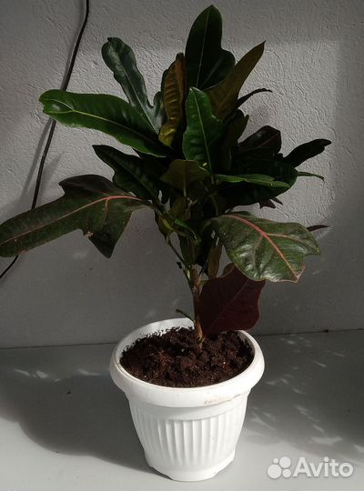 Комнатные цветы