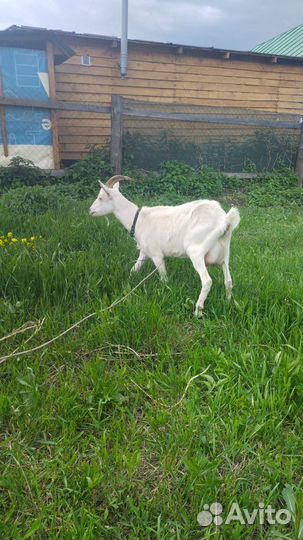 Продам козочек