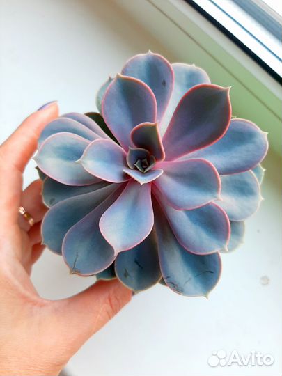 Суккуленты комнатные