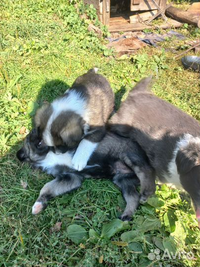 Собака в добрые руки щенок