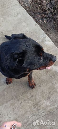 Вязка ротвейлера