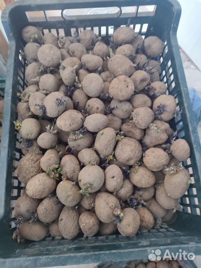 Семенной картофель