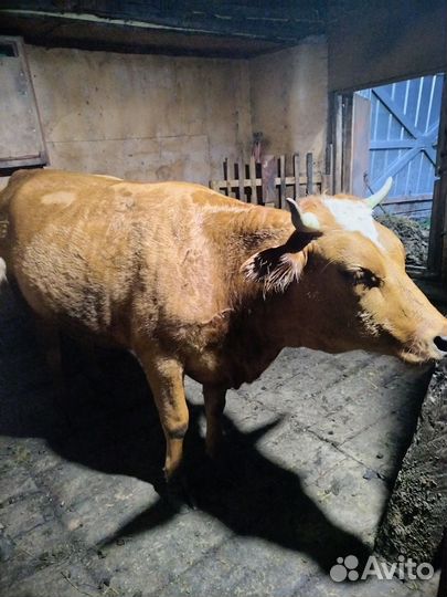 Тёлка глубоко стельная