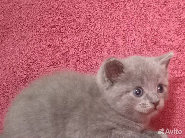 Котята в добрые руки бесплатно