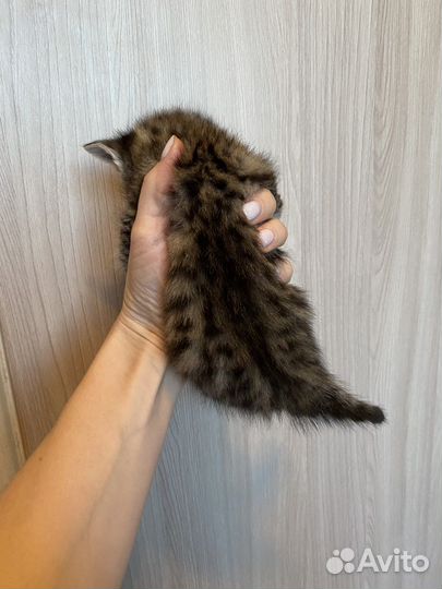Котята бесплатно